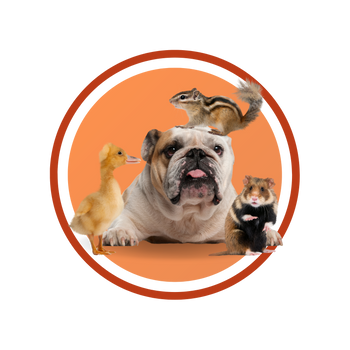 Mascotas